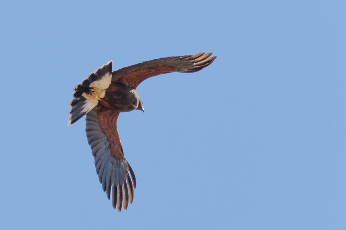 Harris\'s Hawk