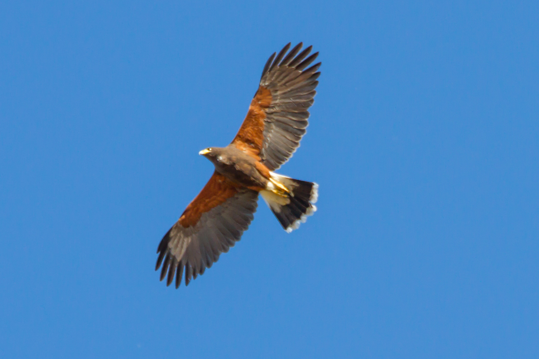 Harris\'s Hawk