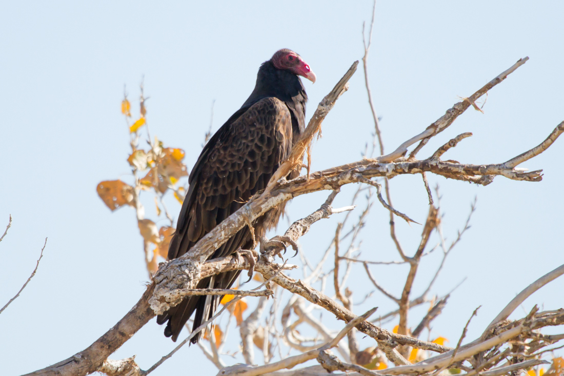 Turkey Vulture