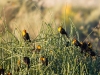 Yellow-headed Blackbirds