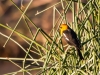 Yellow-headed Blackbird