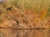 Yellow-headed Blackbird