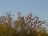 Great Blue Herons