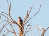 This is a poor picture of the Cooper's Hawk, but I wanted a picture of each raptor we saw. Tres Rios