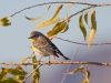 Yellow-rumped Warbler