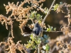 Black-tailed Gnatcatcher
