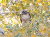 Red-tailed Hawk