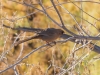 Abert's Towhee