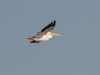 American White Pelican