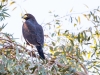 Harris's Hawk