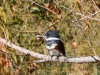 Belted Kingfisher