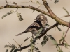 Vesper Sparrow.