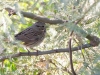 Lincoln's Sparrow