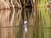 Ruddy Duck