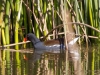 Common Gallinule