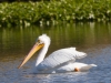 American White Pelican