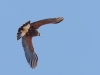 Harris's Hawk