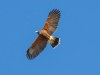 Harris's Hawk