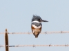 Belted Kingfisher