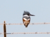 Belted Kingfisher