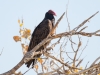 Turkey Vulture