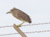 Black-crowned Night Heron