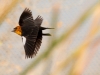 Yellow-headed Blackbird