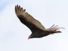 Turkey Vulture