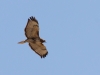 Northern Harrier