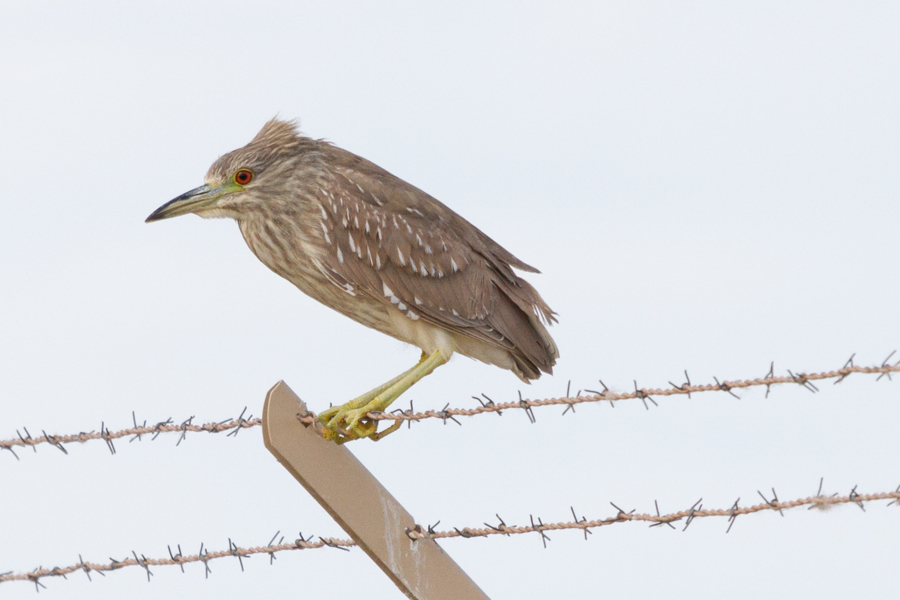 Black-crowned Night Heron