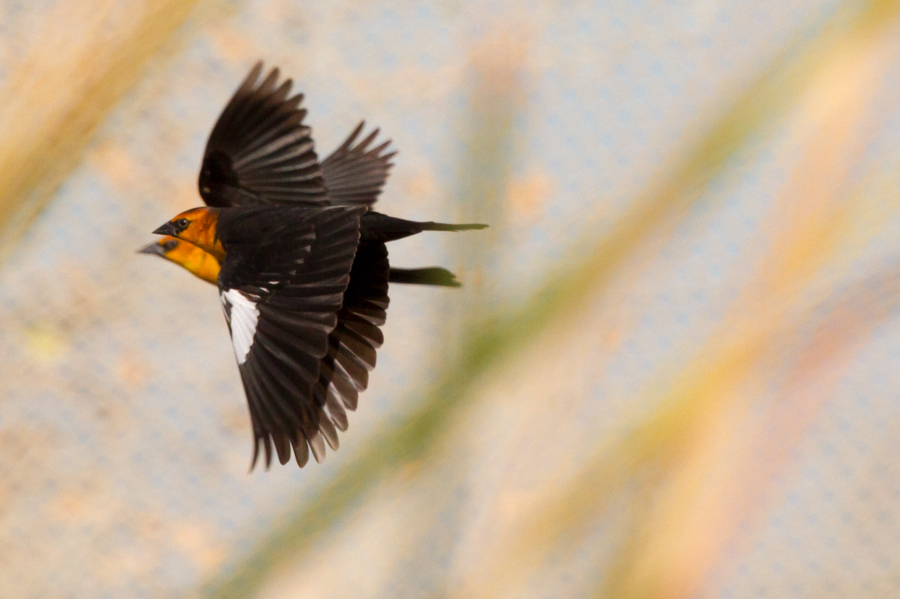 Yellow-headed Blackbird