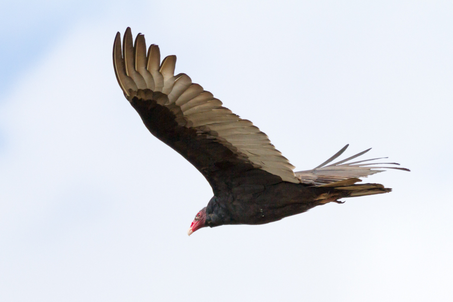 Turkey Vulture