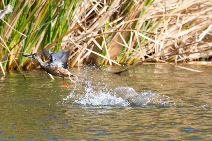 Northern Shoveler