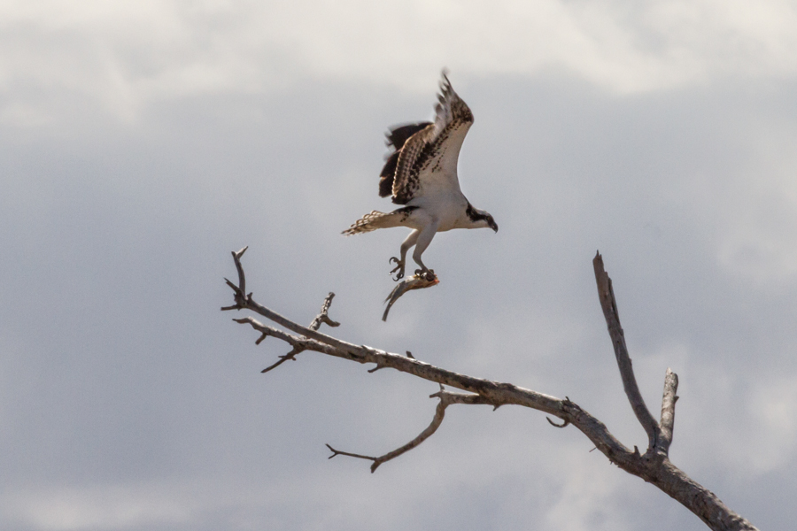 Osprey