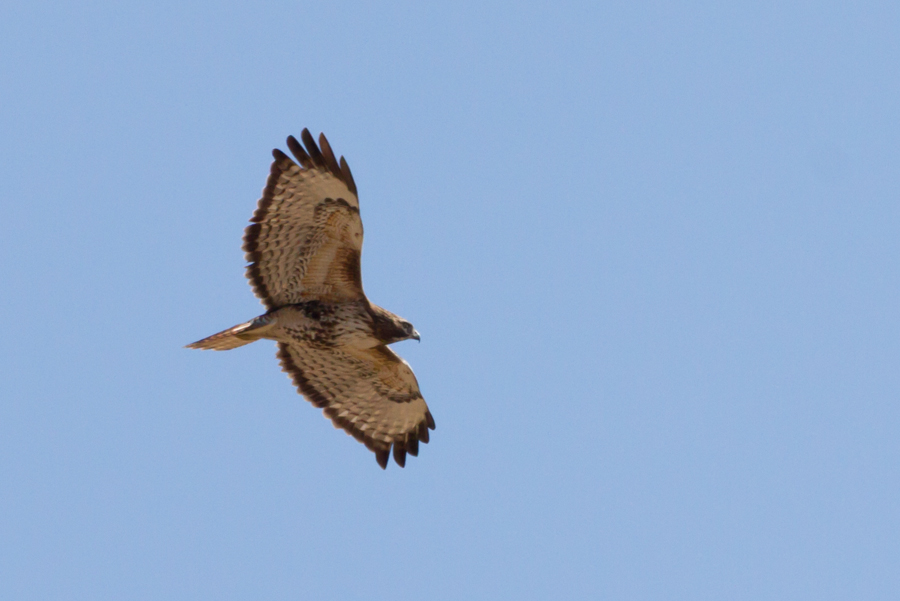 Northern Harrier