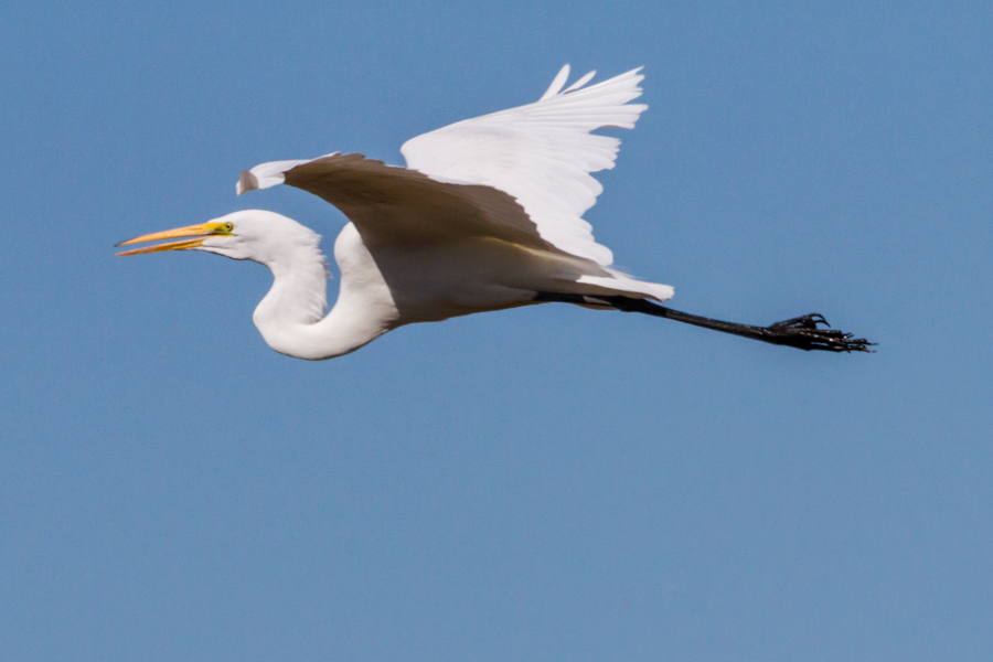 Great Egret