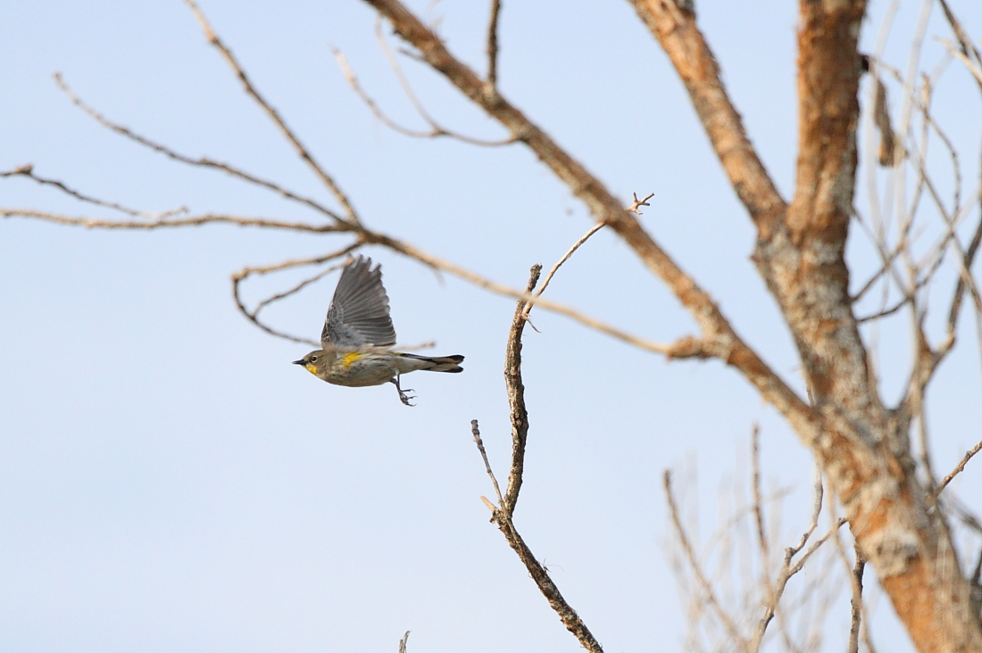 Yellow-rumped Warbler