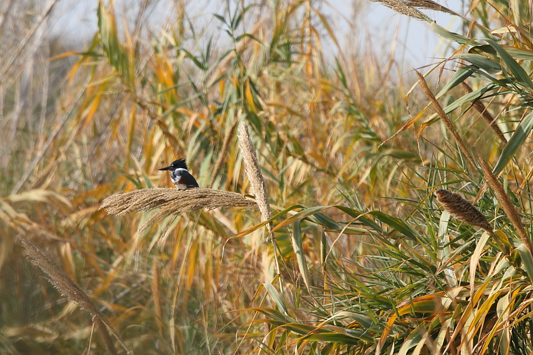 Belted Kingfisher