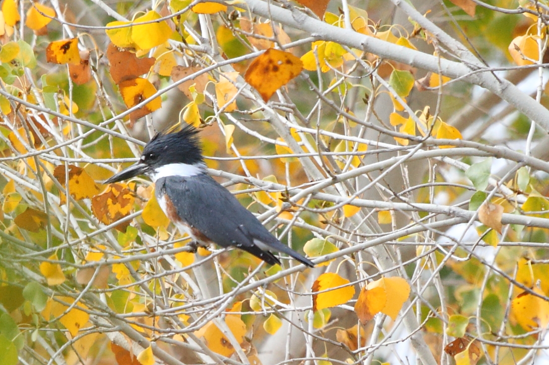 Belted Kingfisher