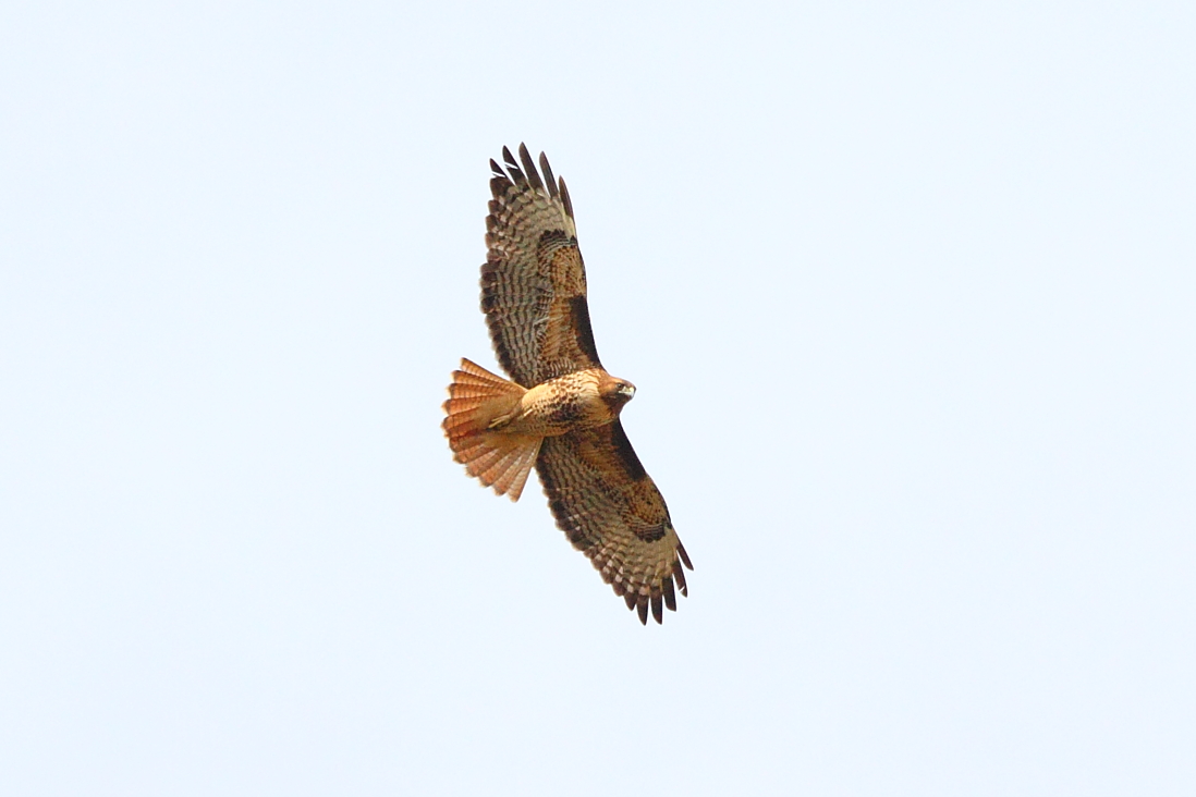 Red-tailed Hawk