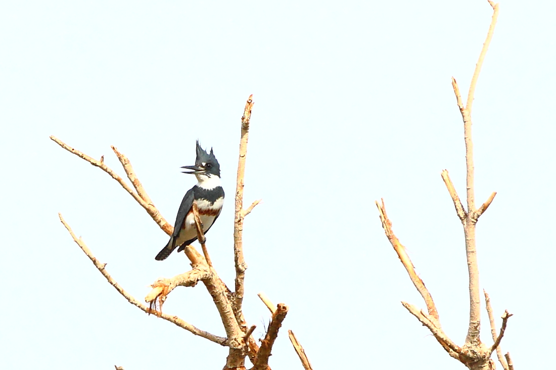 Belted Kingfisher