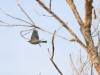 Yellow-rumped Warbler