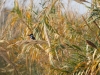 Belted Kingfisher