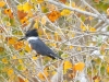 Belted Kingfisher