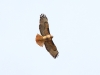 Red-tailed Hawk