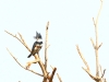 Belted Kingfisher