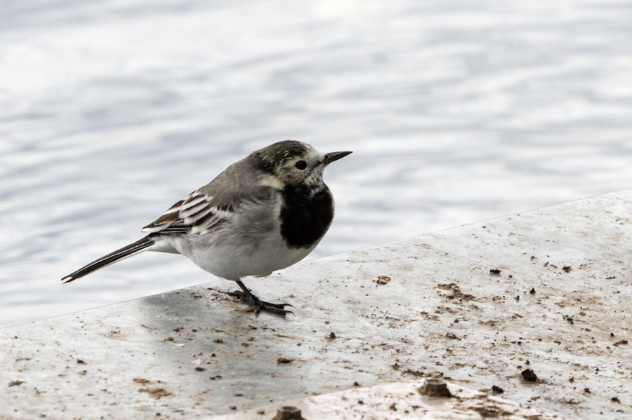 White Wagtail