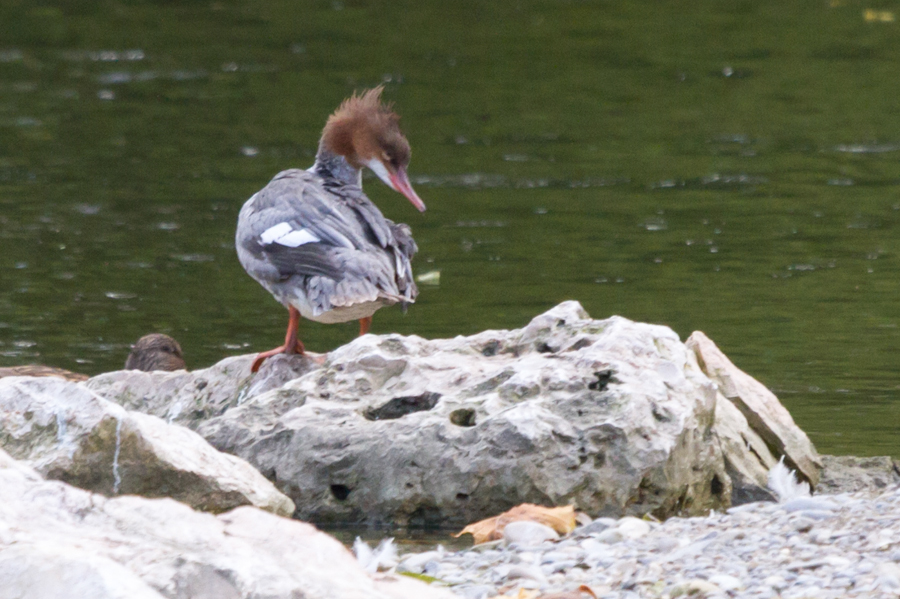 Common Merganser