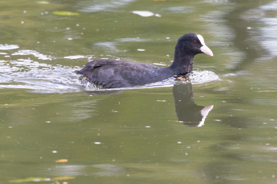 Eurasian Coot