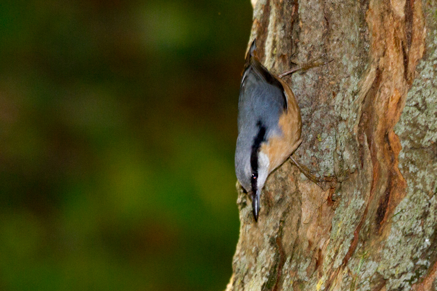 Eurasian Nuthatch